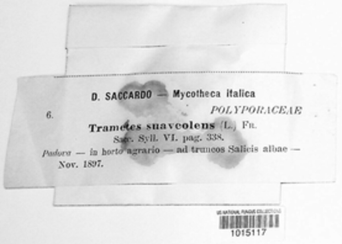 Trametes suaveolens image